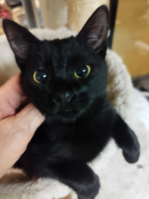 Piękna  czarna Jagódka szuka domu.