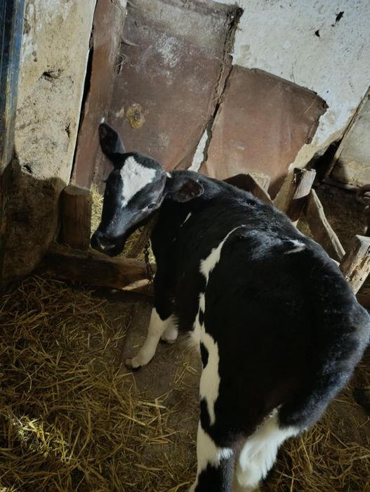 Теличка 2міс .12 днів