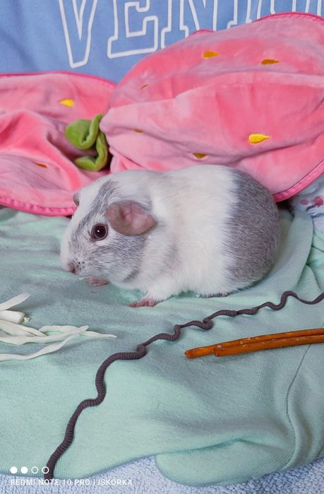 Красуні сріблястий агуті і голландська сріблястий агуті морська свинка