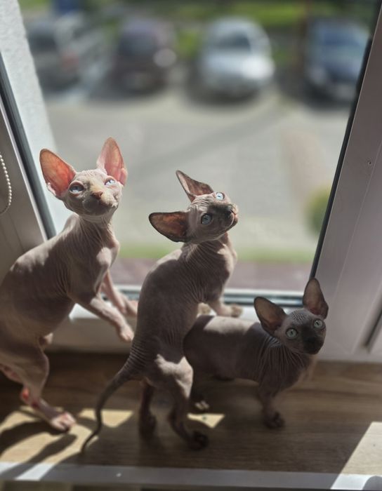 Sfinks Canadian sphynx