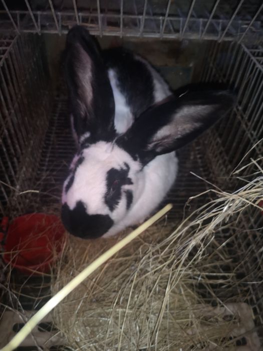 Coelhos várias raças gigantes e anões vacinados