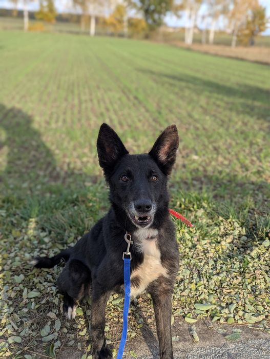 Pokochaj Korę i daj jej dom