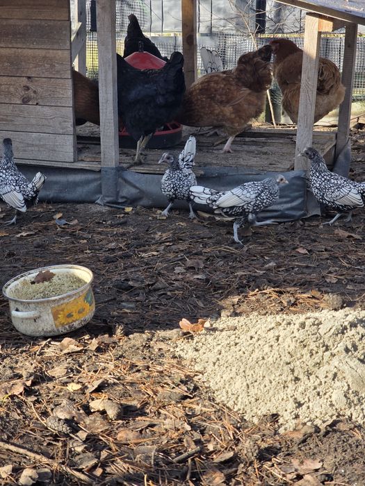 Kury SEBRYTKA srebrna