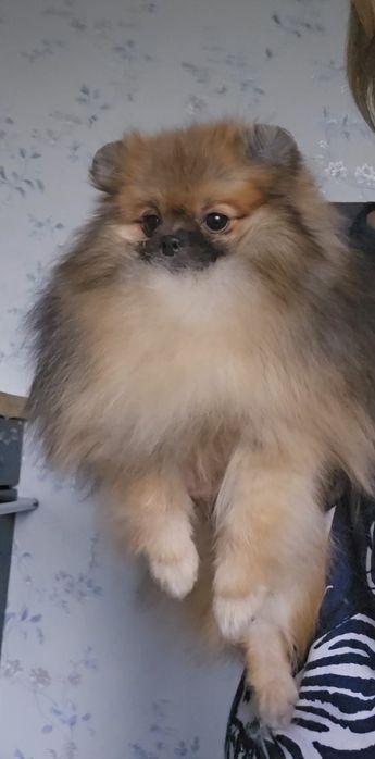 Ціни різні. Неймовірні хлопчики та дівчатка.