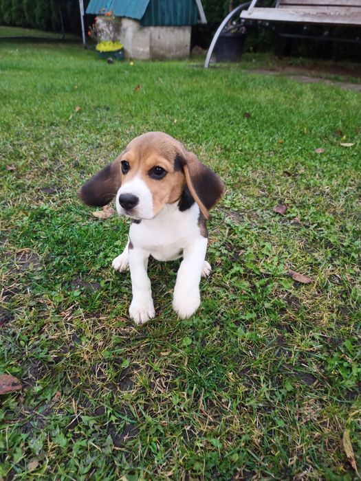 Бігль чистокровні .