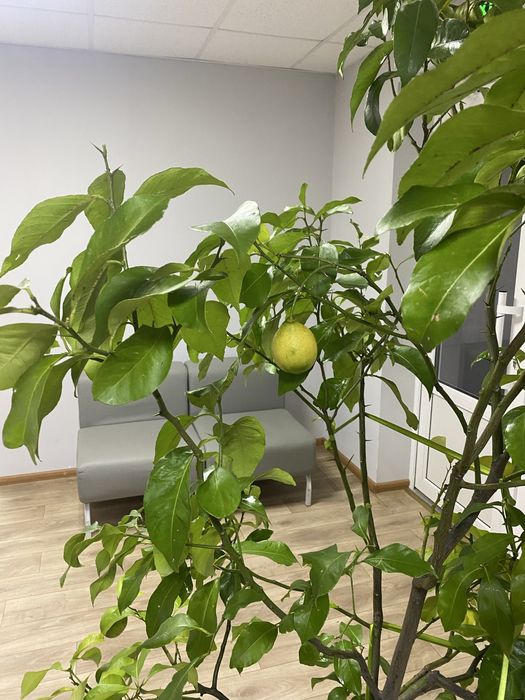 Лимон кімнатний, цитрусові