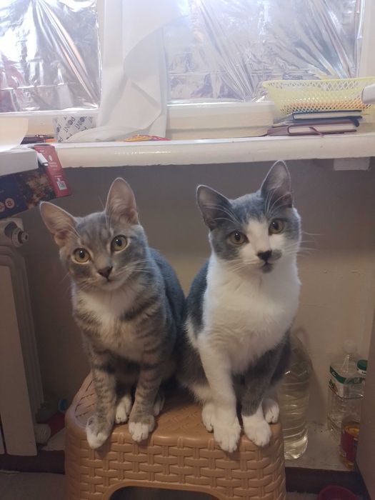 Кіт, кот, кошеня, котенок