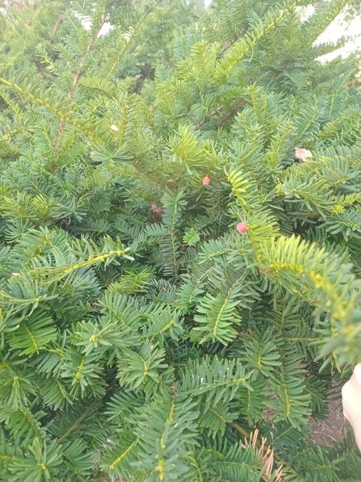 Тис ягодный Хикси