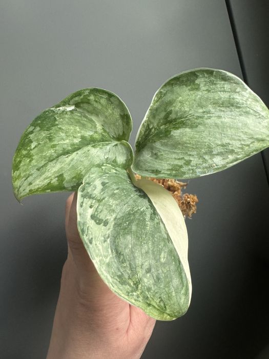 Scindapsus Blue Splash Variegata