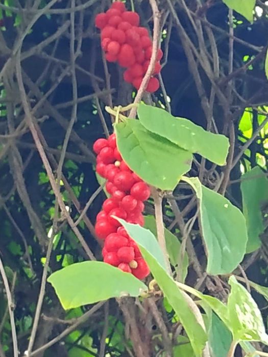 Лимонник китайський ягоди сушені ( Schizandra chinensis )