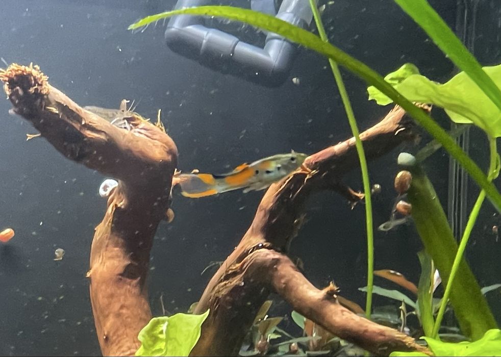 sprzedam /zamienie gupiki endlera