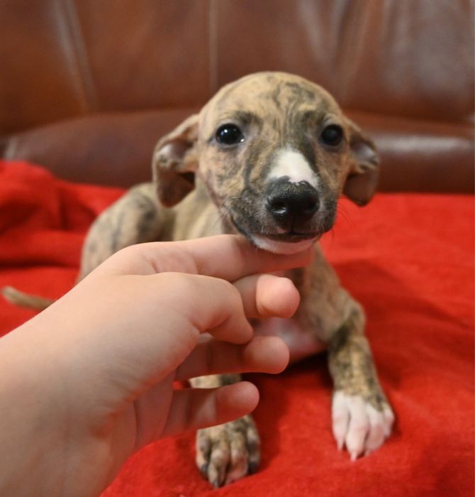 Whippet Chart Angielski-suczka
