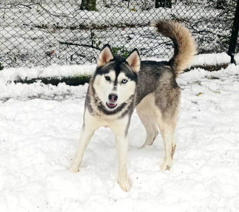 Siberian Husky  dwuletnia sunia