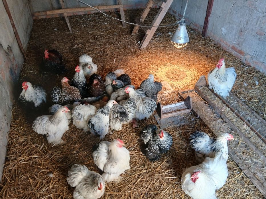 Kochiny miniaturowe karzełki