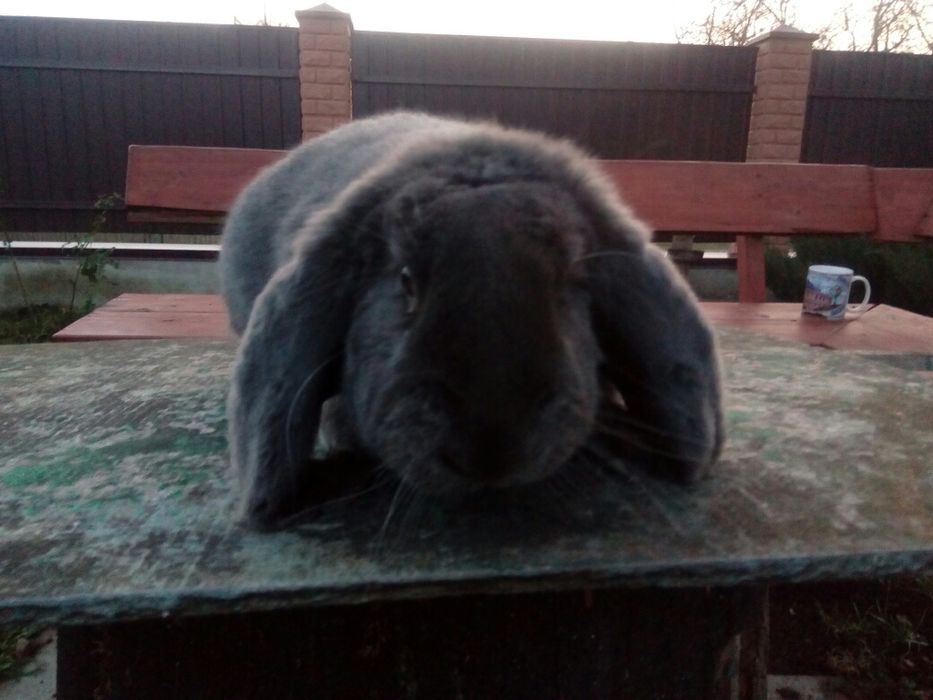 Самець французький баран