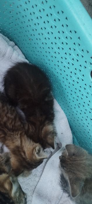 Gato para adoção