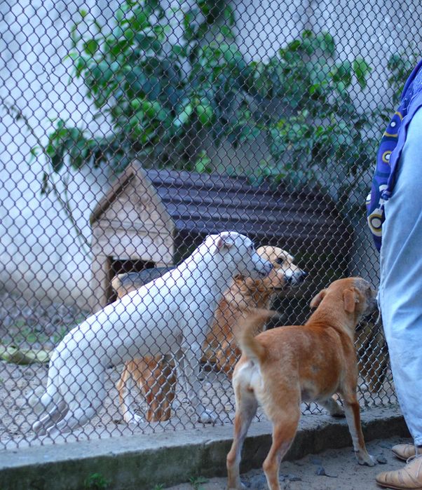 Шукають сім'ю песики з притулку
