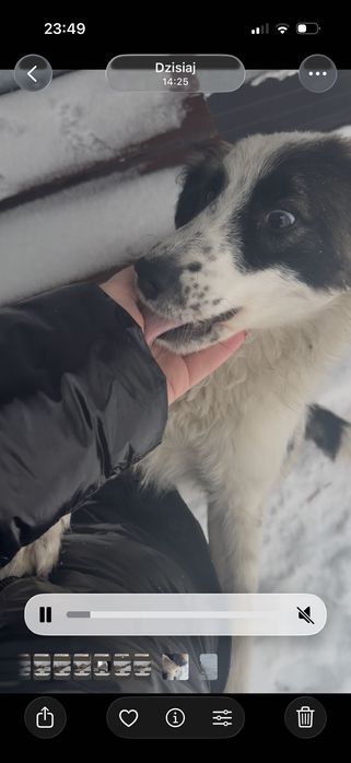 Pies młody szuka domu