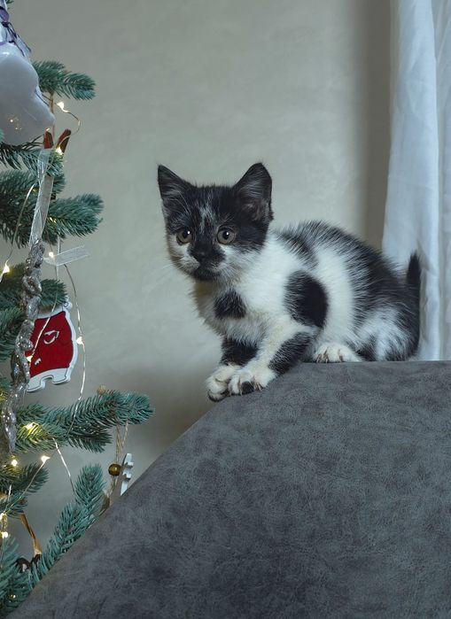 Кошеня, кіт, котик, киця