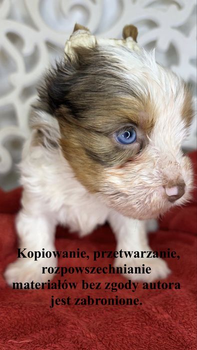 Yorkshire Terrier
