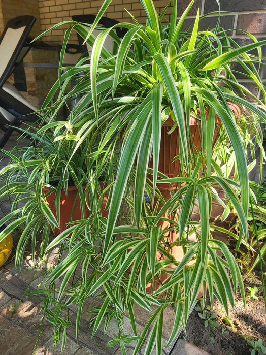 Колеуси пеларгонія калачик герань хлорофітум традесканція бегонія