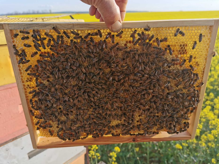 Odkłady pszczele, matki