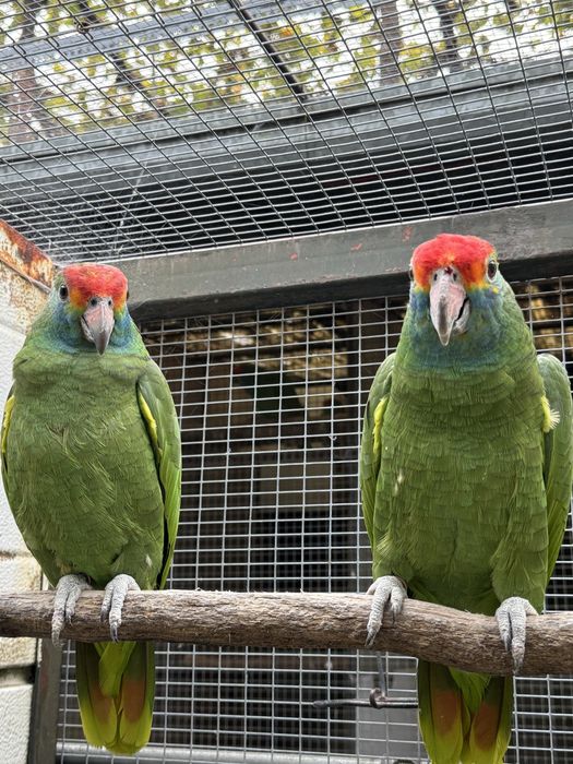 Papagaio amazona rhodocorhytha
