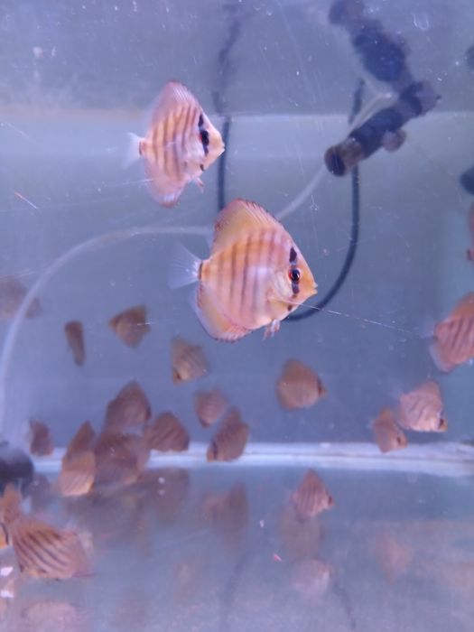 Discus juvenis vermelho turquesa - 4-6 cm