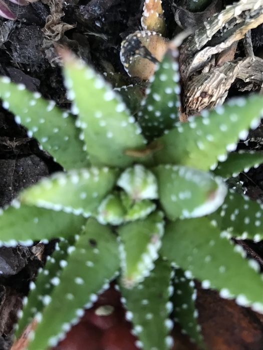 Plantas em vaso valor unit