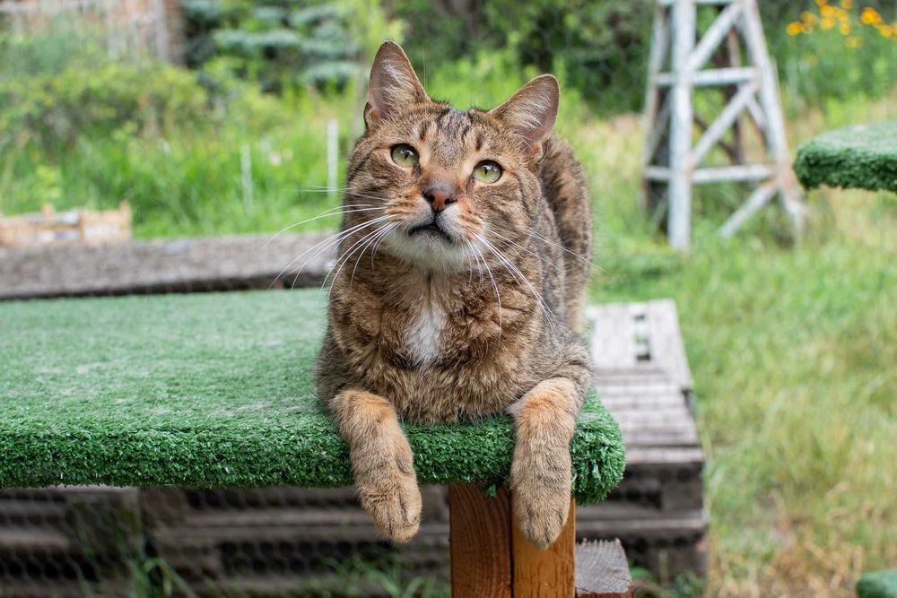 Proludzki Gąsior do adopcji ^-^