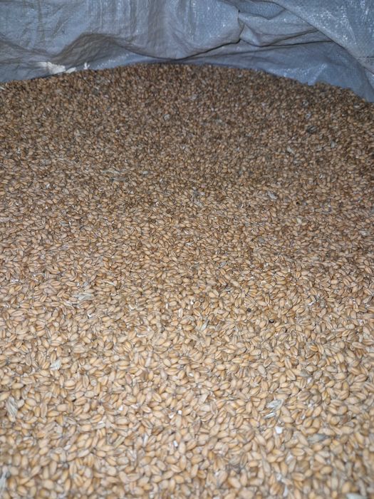 Sprzedam pszenicę ozimą