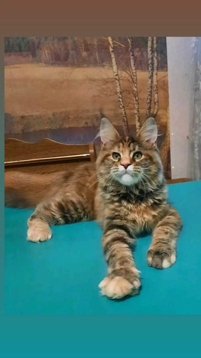 Чарівні дівчата мейн кун !