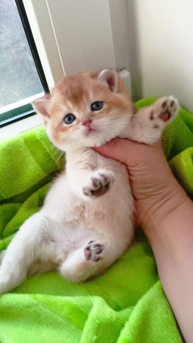Идеальный котик золотая шиншилла