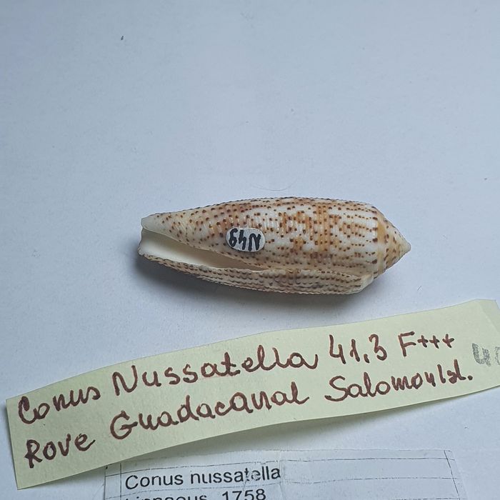 Conus Nussatella