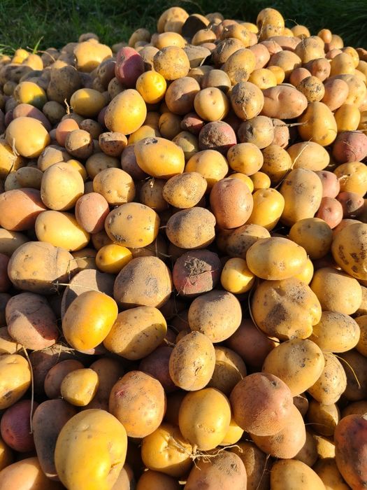 Картопля дрібна на корм худобі 2грн./кг