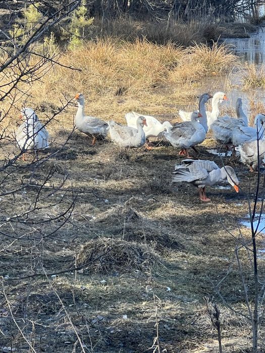 Продам инкубационно яйцо и гусаков  холмогоров