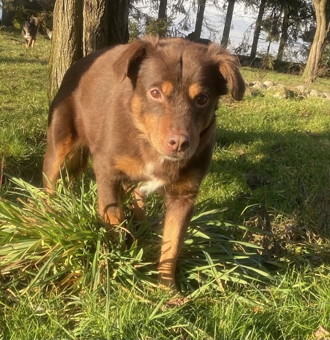 Sunia Choko - do adopcji czekoladowa piekność