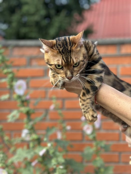 Бенгальский кот Бенгал вязка