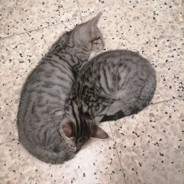 Dois gatos disponíveis para adoção, um macho e uma fêmea, com 10 semanas de idade.