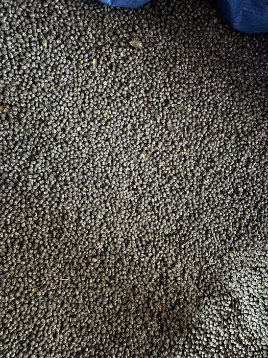 Łubin wąskolistny fioletowy; pszenica  ozima ; pszenżyto ozime; żyto