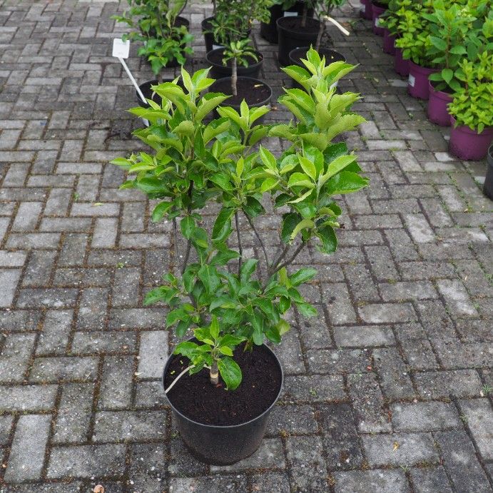 Mini Jabłoń Delegrina 10L