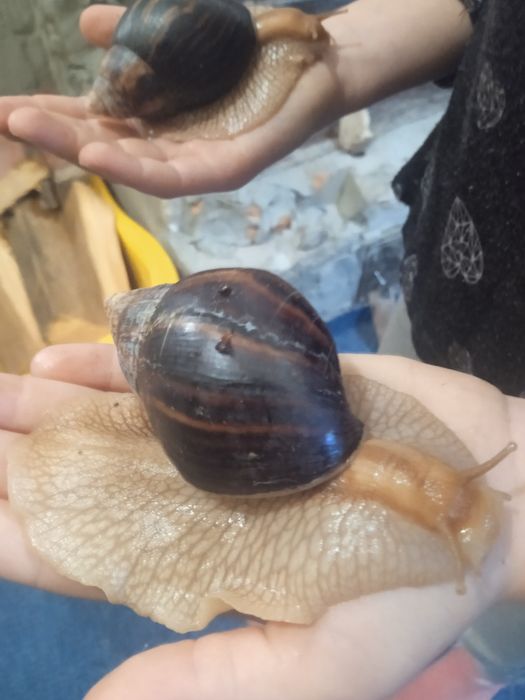 Элитные улитка Ахотина ЭКСКЛЮЗИВ доставка по Украине и за границу