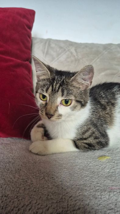 Kokoska do adopcji