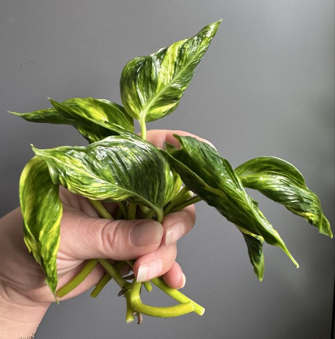 Epipremnum Shangri La Variegata - pędówki