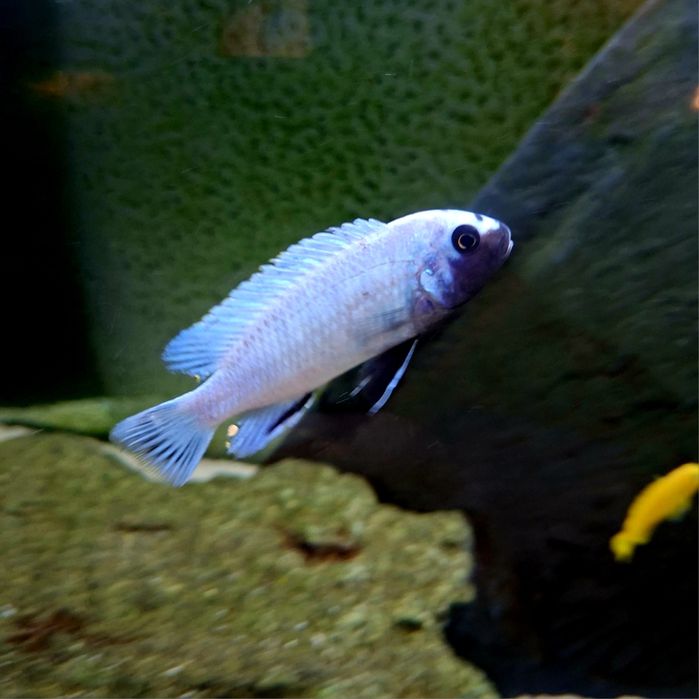 Pseudotropheus Polit F1,pyszczaki,malawi
