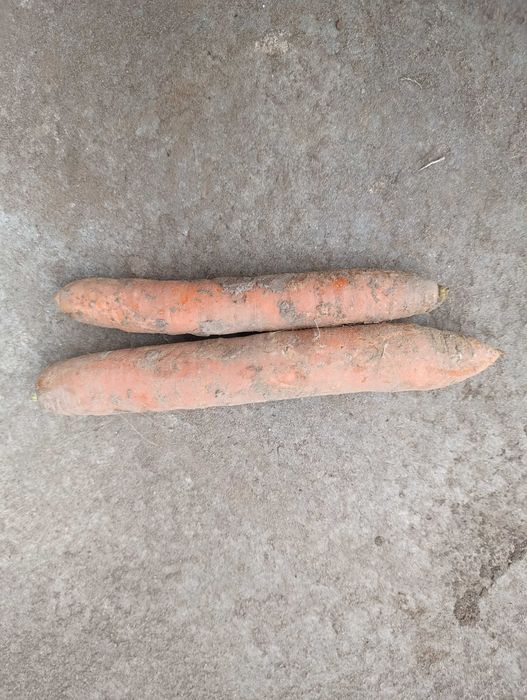 Marchew na sprzedaż