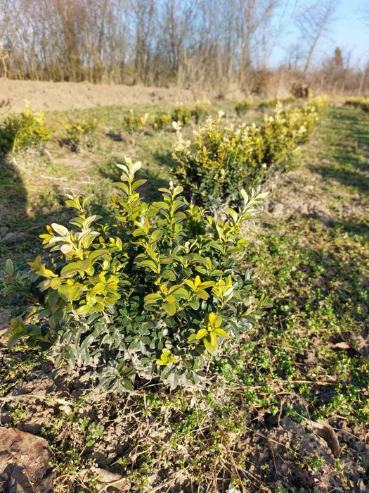 Продається самшит