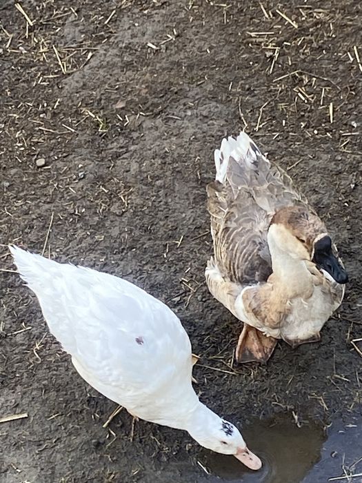 Duzy gasior garbonosy I kaczor mulard cena za szt
