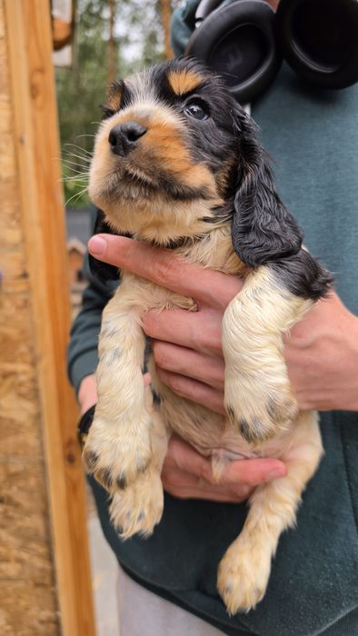 Cocker spaniel angielski, piesek tricolor, rodowód