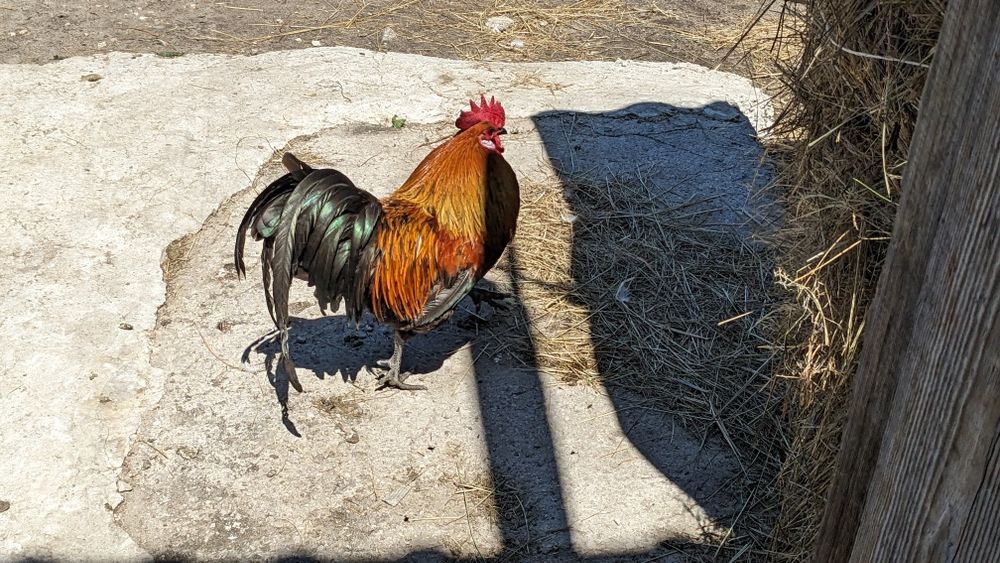 Koguty liliputy z 2024 r.